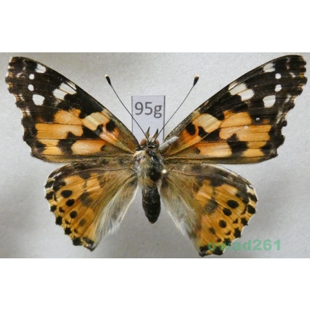 Vanessa cardui (Linnaeus, 1758) Rusałka osetnik Poland95g
